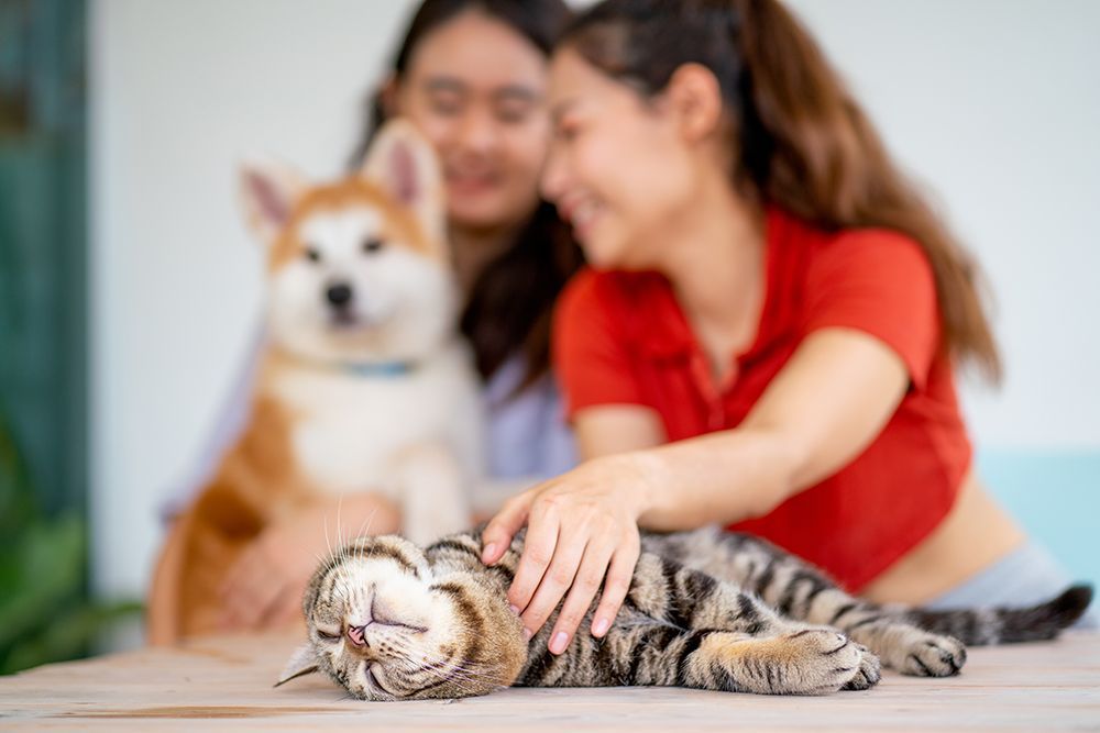 Hóspede com cachorro